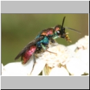 Hedychrum rutilans - Goldwespe 06a 7mm Teverener Heide.jpg